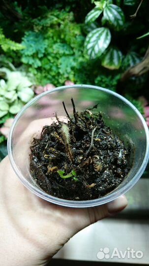 Хемионитис папоротник