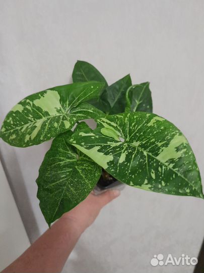 Сингониум панда