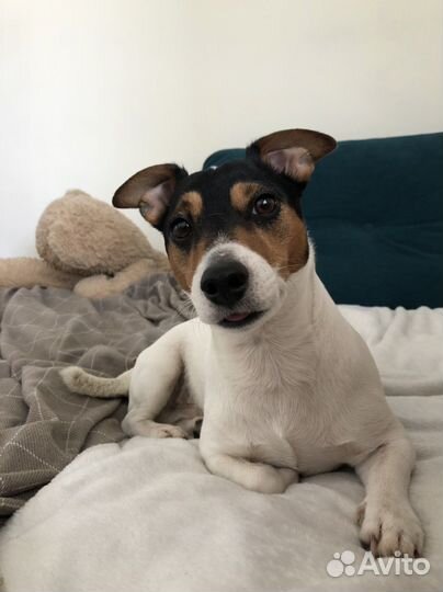 Передержка домашних животных/Выгул