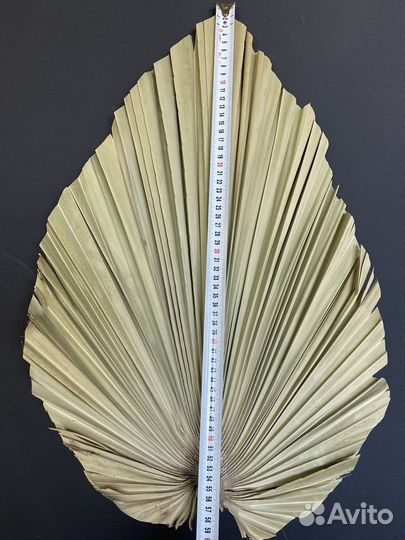 Пики пальм Вашингтонии