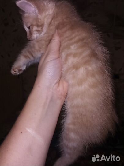 Шотландский котенок