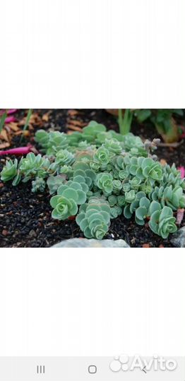 Очиток седум