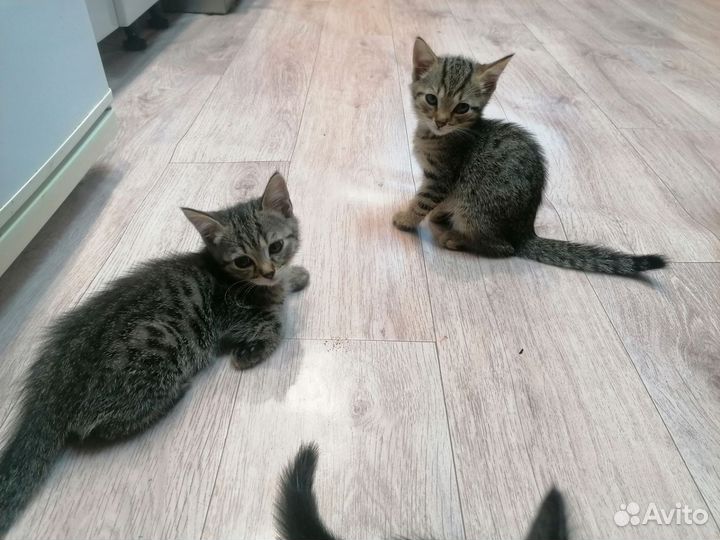 Кошки в добрые руки бесплатно