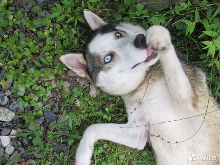 Отдам Хаски