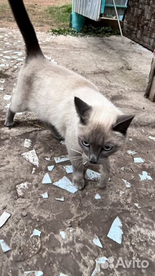 Сиамская кошка