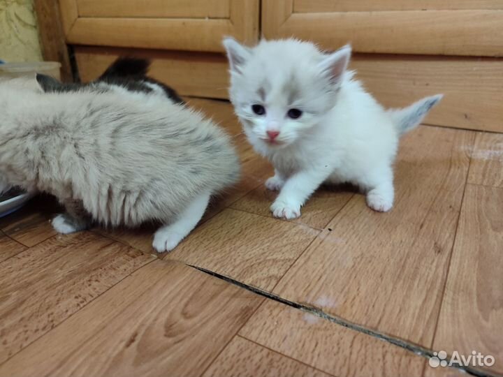 Котята в добрые руки