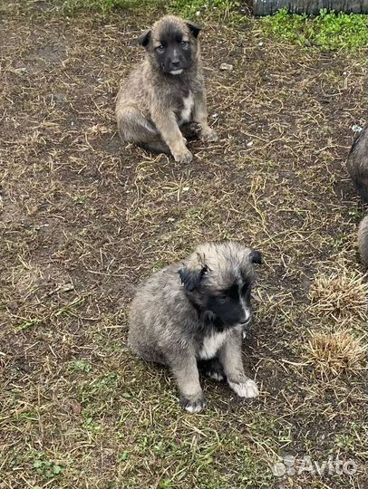 Собаки в добрые руки