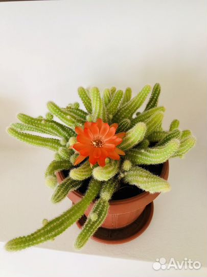 Кактус цветущий