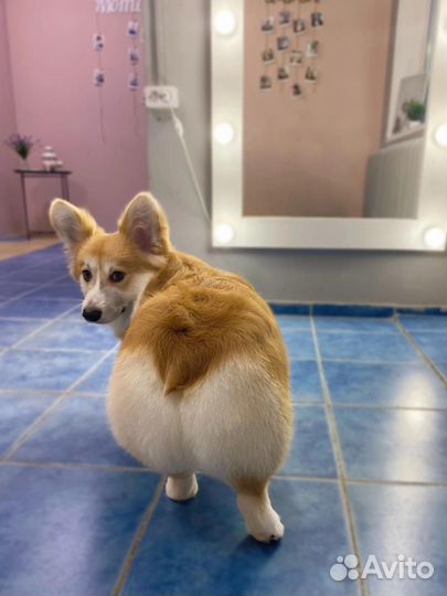 Стрижка собак и кошек (Калуга)