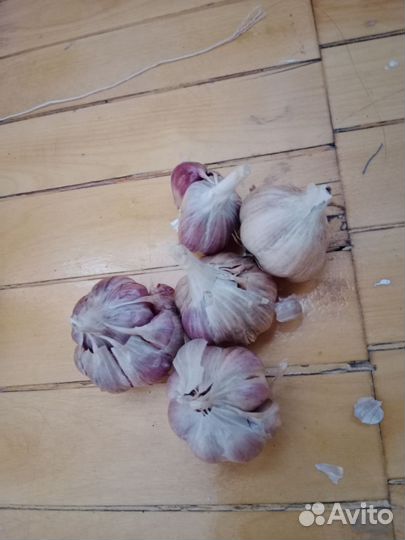 Чеснок на посадку или еду