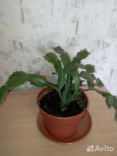 Растения, кактусы