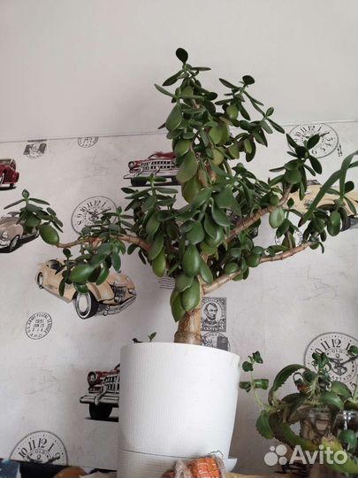 Крассула толстянка, денежное дерево