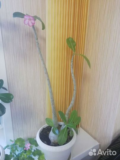 Адениум взрослый