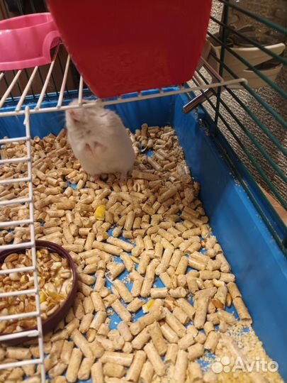 Джунгарский хомяк с клеткой