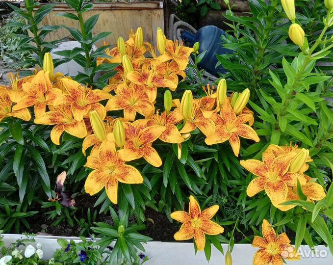 Лилии,лилейник