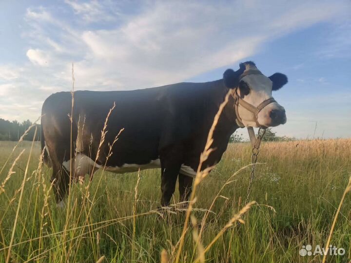 Корова молочная