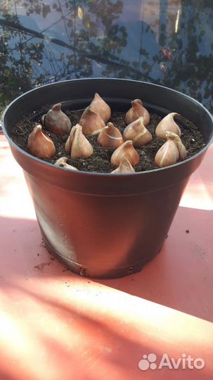 Тюльпаны для сада