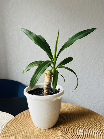 Пальма юкка