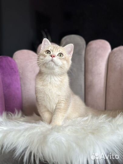 Супер ласковый котик лиловая золотая шиншилла су12