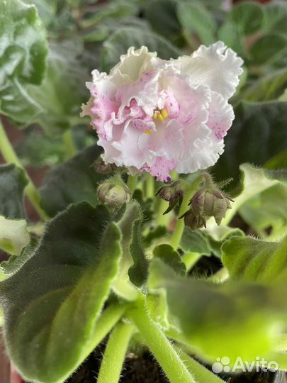 Лист фиалки сортовой