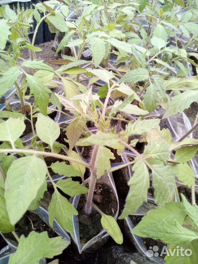 Рассада Помидоры (Томаты) Бычье сердце розовое