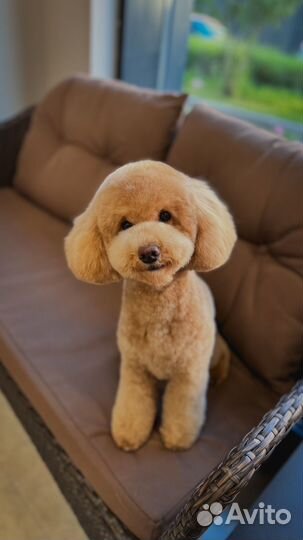 Груминг бесплатно