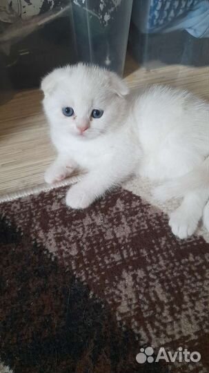 Белый скотиш фолд, котик голубоглазый вислоухий