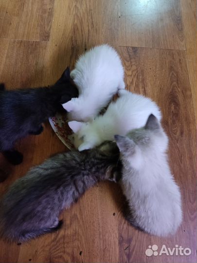 Кошка в дар