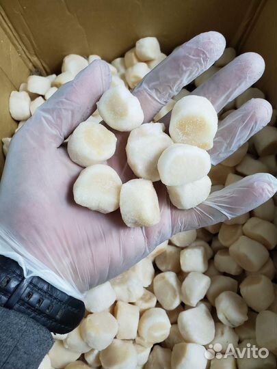 Гребешок Курильский