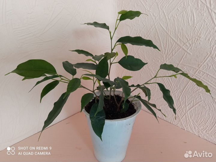 Фикус бенджамина детки