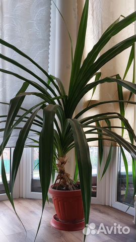 Пальма панданус