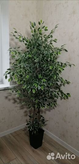 Искусственный фикус