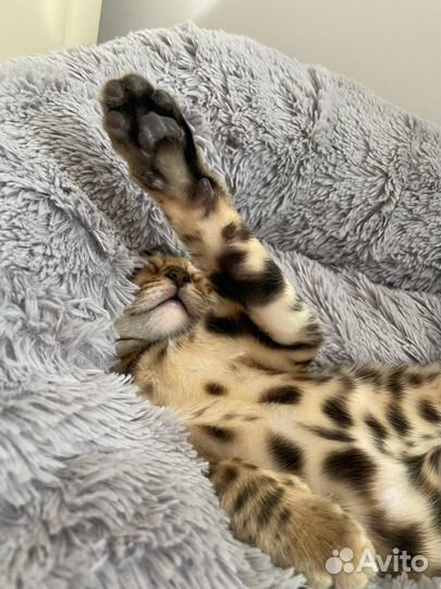 Бенгальский кот