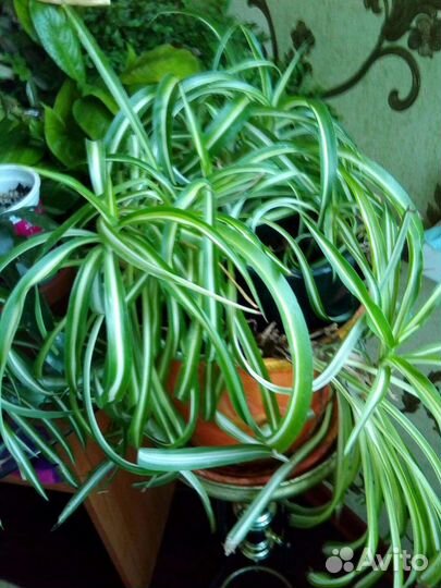 Полка для цветов