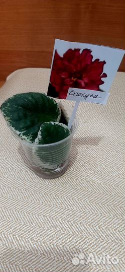 Фиалка DN Спокуса