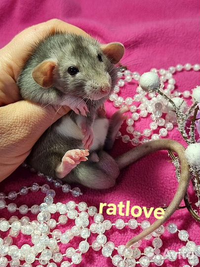 Крысята из питомника