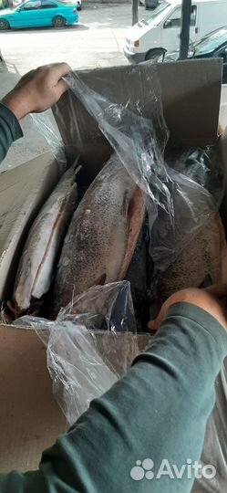 Рыба форель 2-3 Свежая поставка