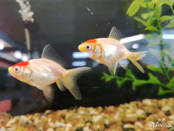 Золотая рыбка (Оранда) красная шапочка