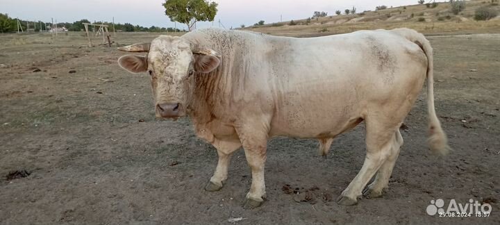 Бык на племя