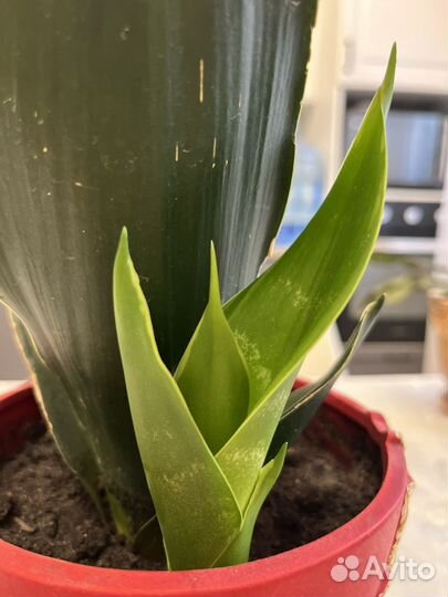 Сансевиерия