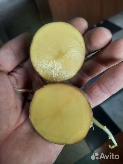 Продам картофель домашний