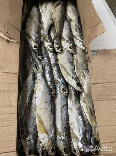 Астраханская вобла