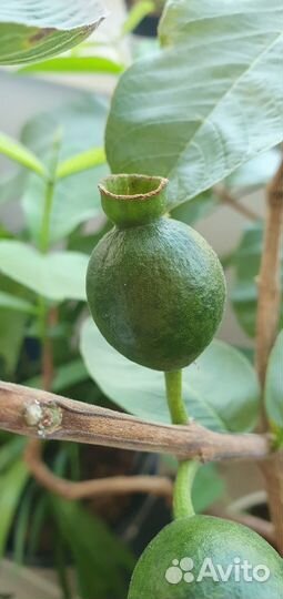 Гуаява тропикана