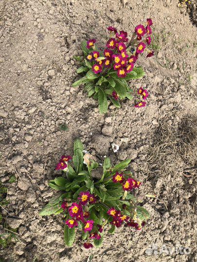 Первоцветы