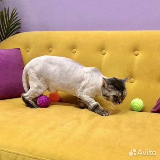 Стрижка котов и кошек экпресс линька