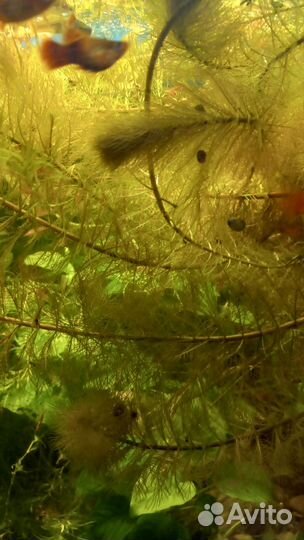 Перистолистник рорайма, анубиус 2 кустика