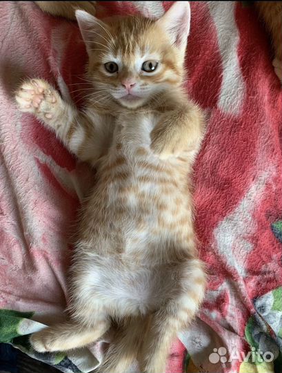 Британские котята