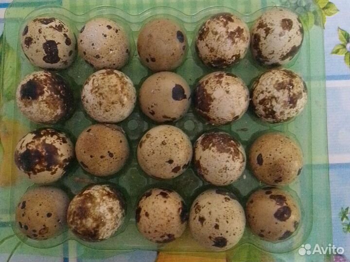 Яйца перепелиные для инкубации под заказ