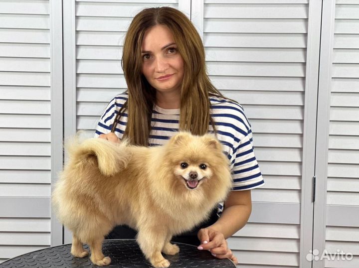 Груминг собак и кошек