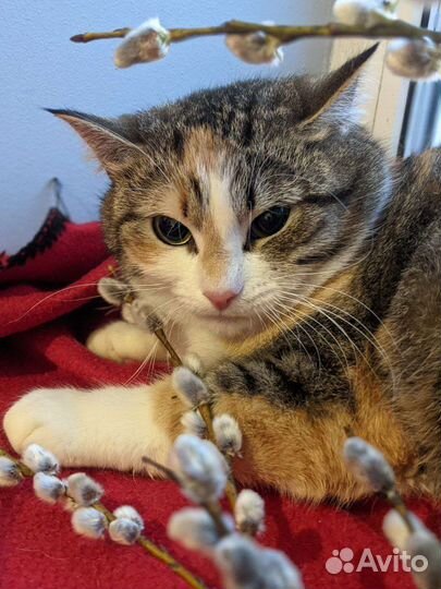 Кошка красотка